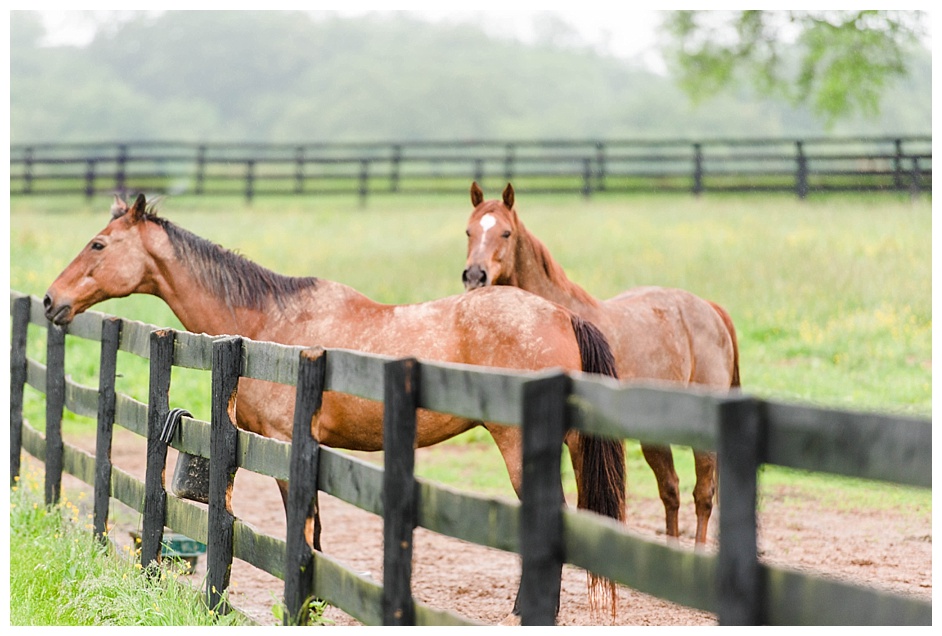 middleburg-va-engagement-photos-with-a-horse__0610