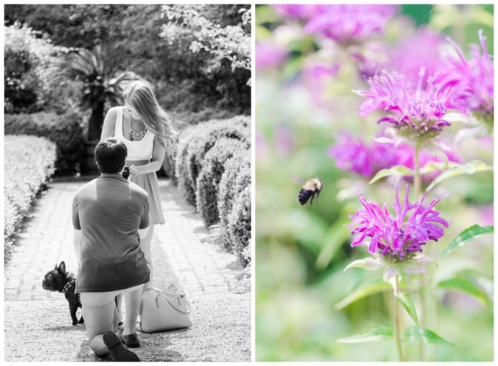 Summer Tudor Place Engagement in Washington DC by Sarah and Dave Photography person kneeling and proposing photo with bee and flower