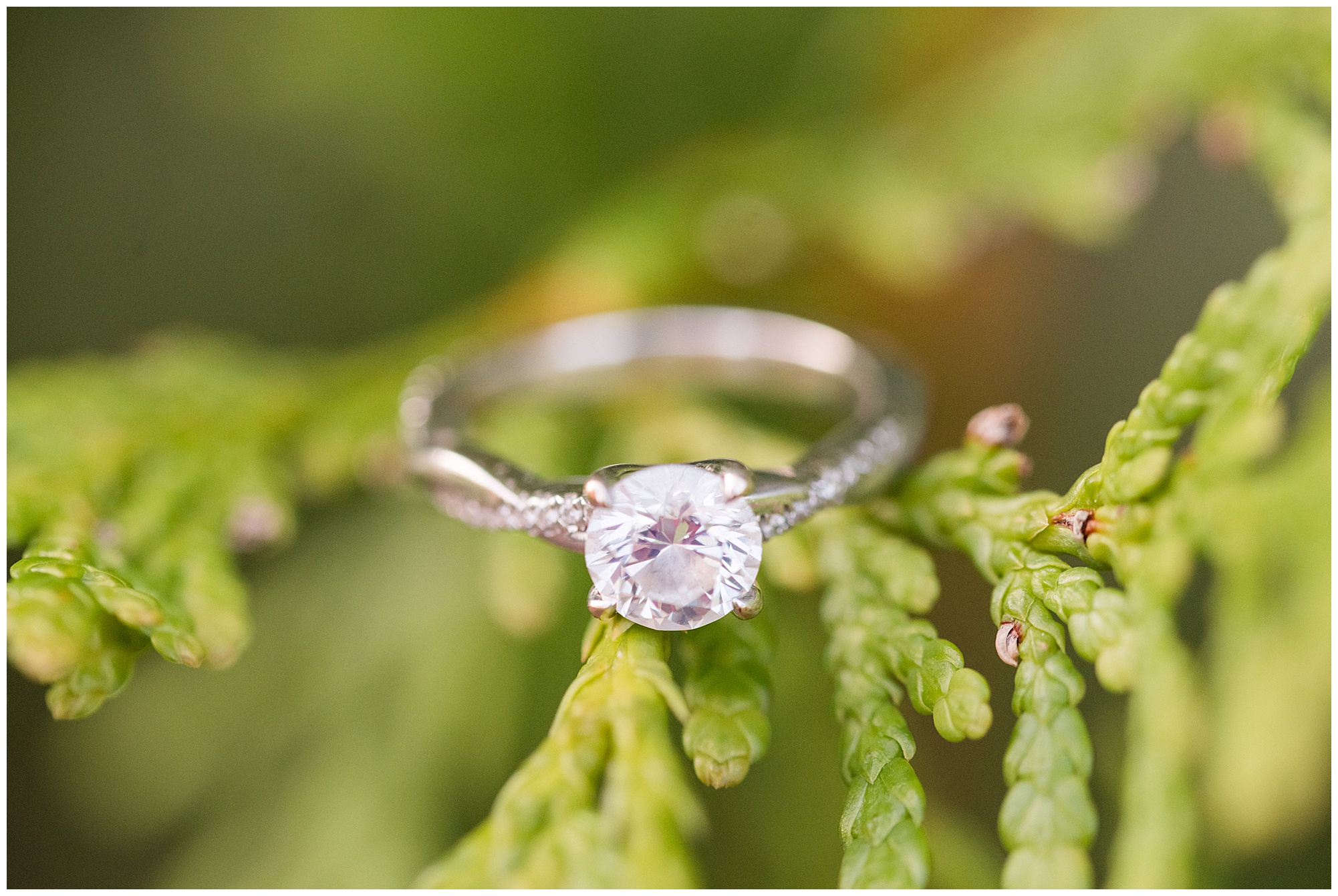 wedding ring photo outdoor with green greenery background on tree branch leaves in the spring. inspiration.